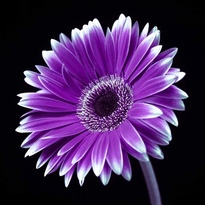 Picture of AF20120911 GERBERA 036C21