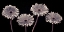 Picture of AF20120914 GERBERAS 090C01