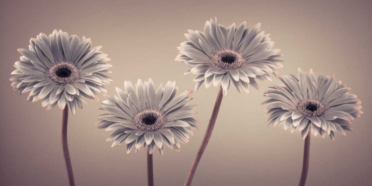 Picture of AF20120914 GERBERAS 109C01