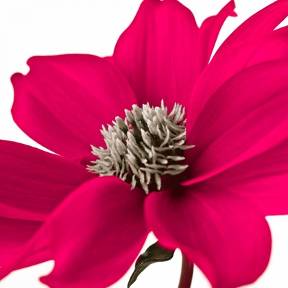 Picture of AF20110714 DAHLIA 107C08