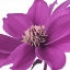 Picture of AF20110714 DAHLIA 107C16