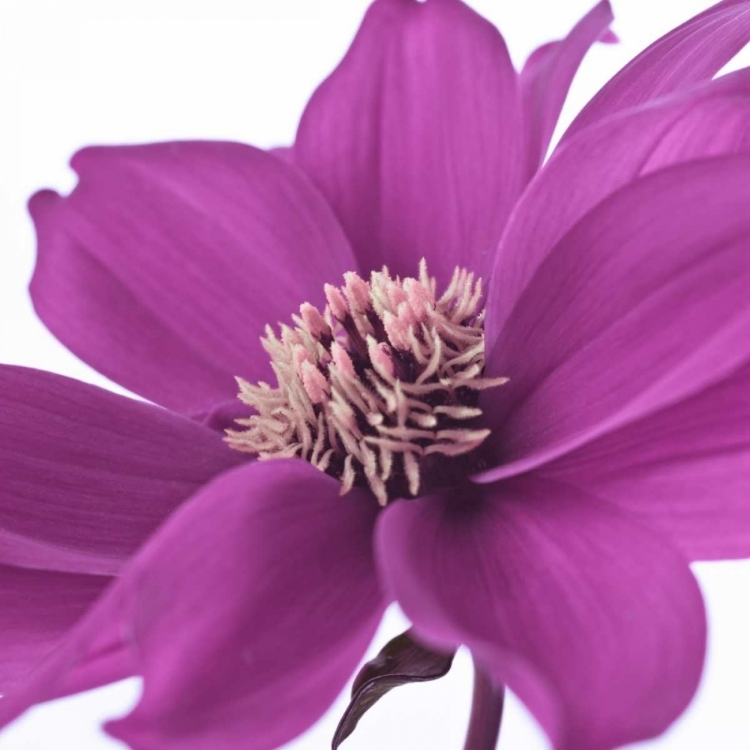 Picture of AF20110714 DAHLIA 107C16