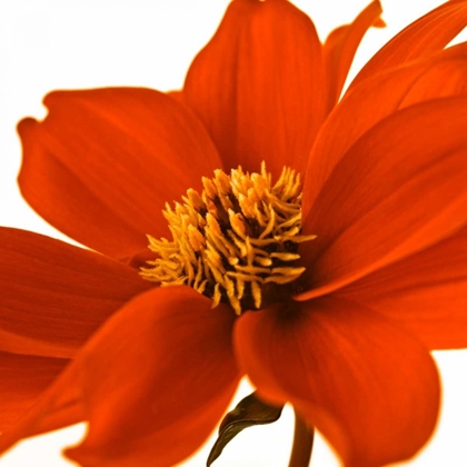 Picture of AF20110714 DAHLIA 107C02