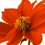 Picture of AF20110714 DAHLIA 107C02
