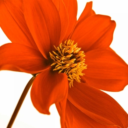 Picture of AF20110714 DAHLIA 106C03