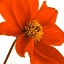 Picture of AF20110714 DAHLIA 106C03