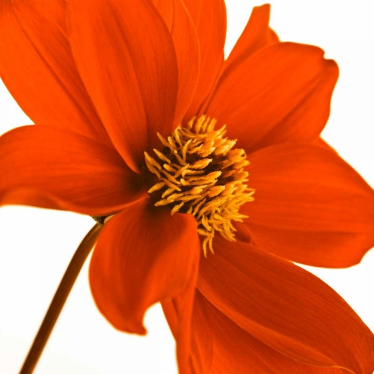 Picture of AF20110714 DAHLIA 106C03