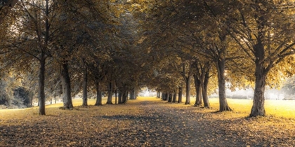Picture of PATHWAY THROUGH TREES IN FOREST
