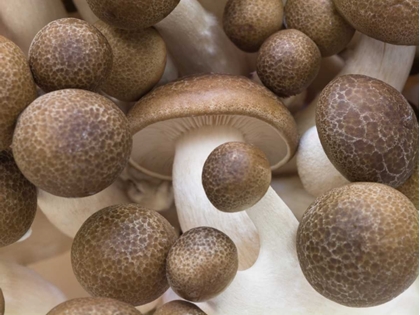 Picture of CLOSE-UP OF MUSHROOMS