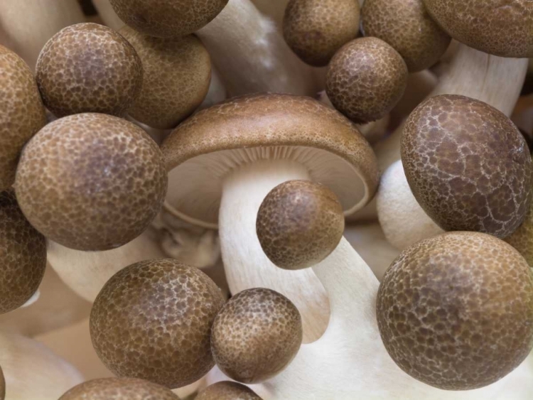 Picture of CLOSE-UP OF MUSHROOMS