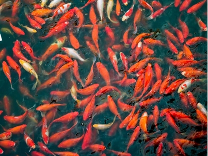 Picture of GOLDFISH GATHERING AT SURFACE, CLOSE-UP