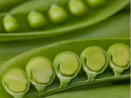 Picture of SUGAR SNAP PEAS PODS CLOSE UP