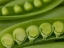 Picture of SUGAR SNAP PEAS PODS CLOSE UP