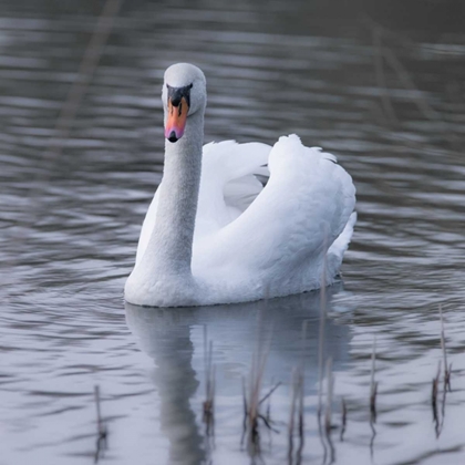 Picture of A SWAN IN A LAKE