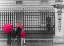 Picture of LONDON, FAMILY STANDING BY FENCE OUTSIDE BURMINGHAM PALACE