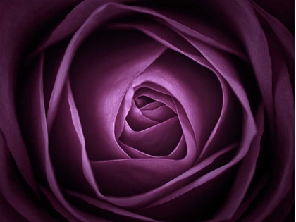 Picture of CLOSE-UP OF PURPLE ROSE, FULL FRAME