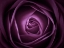 Picture of CLOSE-UP OF PURPLE ROSE, FULL FRAME