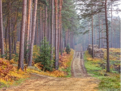 Picture of ROAD THROUGH AUTUMN FOREST