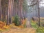 Picture of ROAD THROUGH AUTUMN FOREST