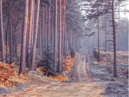 Picture of ROAD THROUGH AUTUMN FOREST