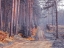 Picture of ROAD THROUGH AUTUMN FOREST