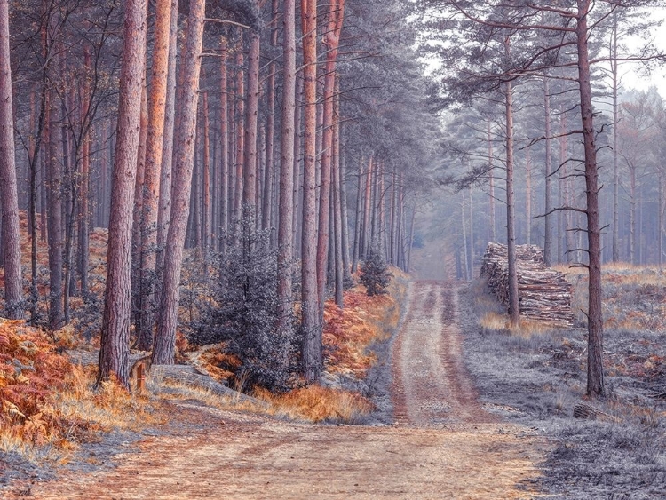 Picture of ROAD THROUGH AUTUMN FOREST