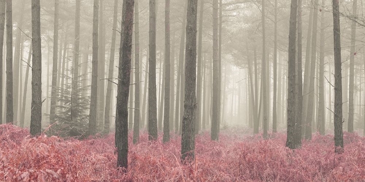 Picture of MISTY FOREST WITH TALL TREES AND FOLIAGE, FTBR 1845