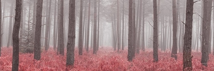 Picture of MISTY FOREST WITH TALL TREES AND FOLIAGE, FTBR 1846