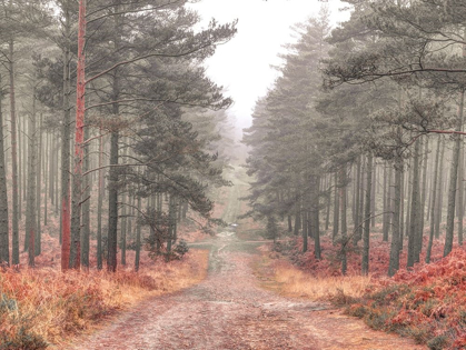 Picture of PATHWAY THROUGH MISTY FOREST, FTBR 1847