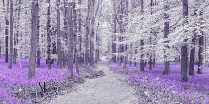 Picture of PATH THROUGH BLUEBELL FOREST, FTBR 1848