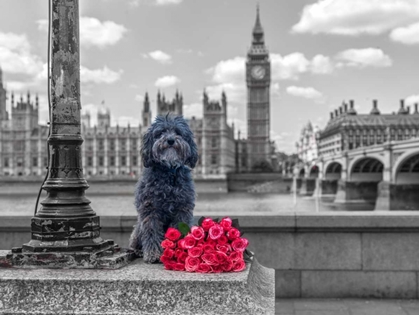 Picture of DOG BY A LAMPOST WITH BUNCH OF ROSES, LONDON, UK