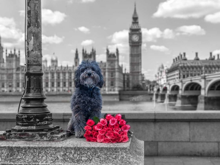 Picture of DOG BY A LAMPOST WITH BUNCH OF ROSES, LONDON, UK