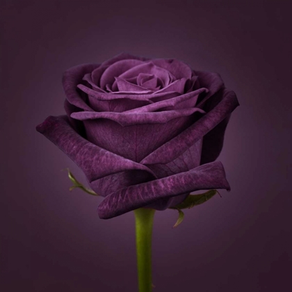Picture of SINGLE ROSE FLOWER CLOSE-UP
