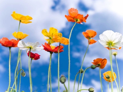 Picture of POPPIES AGAINST BLUE SKIES