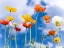 Picture of POPPIES AGAINST BLUE SKIES