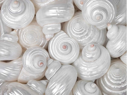 Picture of MIXED PEARLY SEA SHELLS CLOSE-UP
