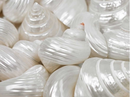 Picture of MIXED PEARLY SEA SHELLS CLOSE-UP