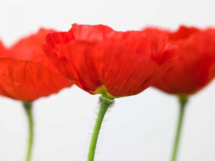 Picture of THREE RED POPPIES, CLOSE-UP