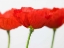 Picture of THREE RED POPPIES, CLOSE-UP