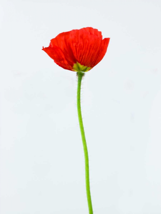 Picture of SINGLE POPPY FLOWER