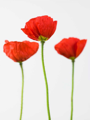 Picture of THREE POPPY FLOWERS