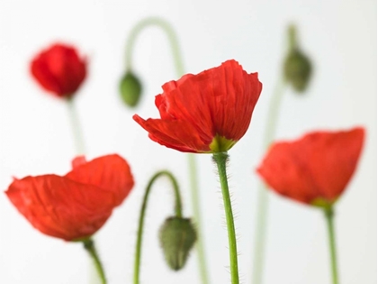 Picture of POPPY FLOWERS AND BUDS, CLOSE-UP