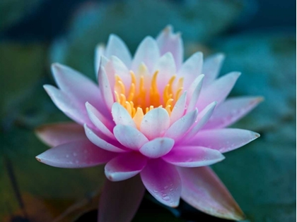Picture of WATER LILY CLOSE-UP