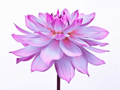 Picture of DAHLIA FLOWER