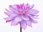 Picture of DAHLIA FLOWER