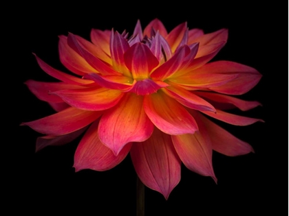 Picture of DAHLIA FLOWER