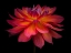 Picture of DAHLIA FLOWER