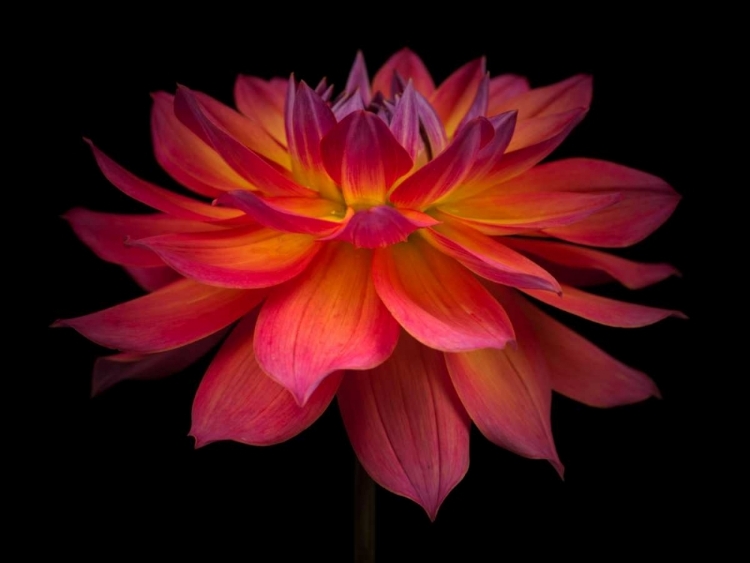 Picture of DAHLIA FLOWER