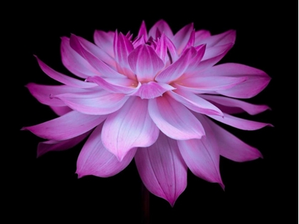 Picture of DAHLIA FLOWER