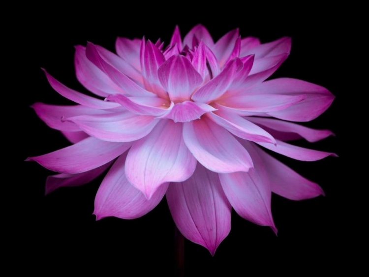 Picture of DAHLIA FLOWER